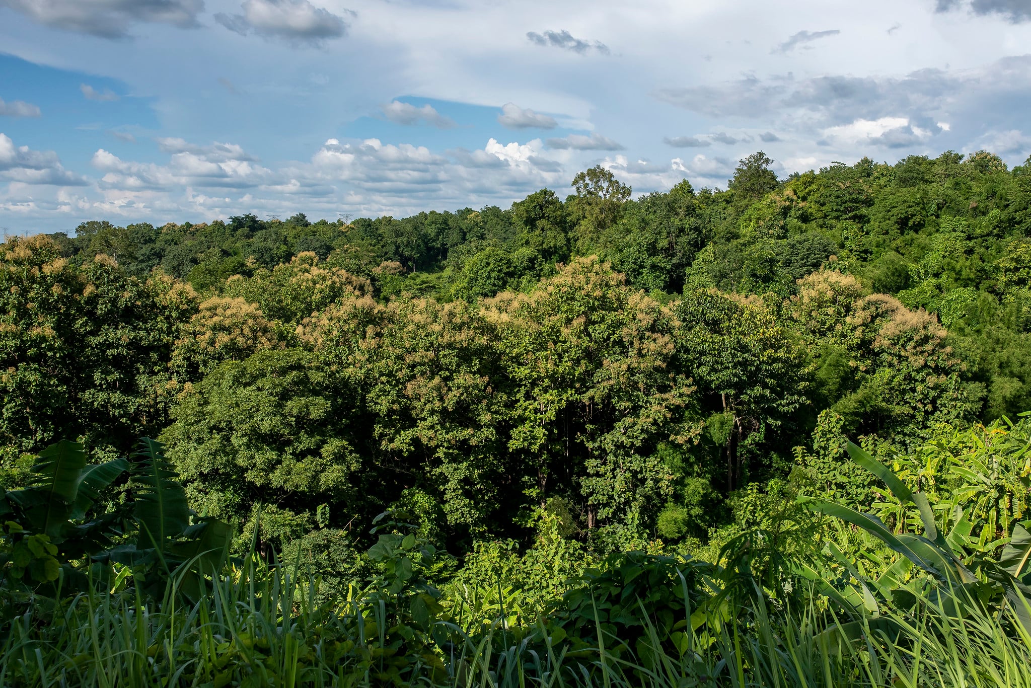 Forêt tropicale de la République Démocratique du Congo
